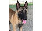 Adopt Wrangler - located in Arkansas a Tan/Yellow/Fawn Belgian Malinois / Mixed