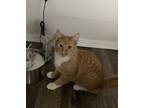 Adopt Jamie a Domestic Short Hair