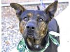 Adopt REBEL a Black Dutch Shepherd / Mixed dog in Phoenix, AZ (34111125)