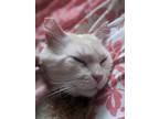 Adopt Frank a Cream or Ivory Siamese (long coat) cat in Rocklin, CA (38814993)