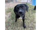 Adopt Cosmo a Black American Pit Bull Terrier / Mixed dog in Edinburg