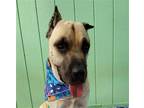 Adopt Striker a Mastiff / Mixed dog in Kingsburg, CA (38818194)