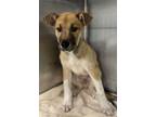 Adopt Cappuccino a Shepherd, Siberian Husky