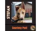 Adopt STEFAN a Tan/Yellow/Fawn - with White Husky / Mixed dog in Chandler