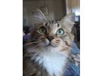 Adopt Farrah Pawcett a Brown Tabby Domestic Longhair (long coat) cat in Rocklin