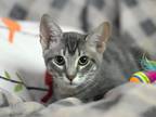 Adopt Reilly (The Dublin Crew) a Gray, Blue or Silver Tabby Domestic Shorthair /