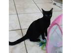 Adopt The Bandit #Zorro a All Black Bombay / Mixed (short coat) cat in Houston