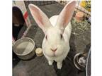 Adopt Ricotta a White New Zealand / Mixed rabbit in Westford, MA (38864249)