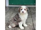 Mutt Puppy for sale in Delaware, OH, USA
