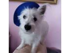 Adopt Rascal a West Highland White Terrier / Westie