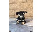 Adopt Nalu a Black - with Tan, Yellow or Fawn Miniature Pinscher / Mixed dog in