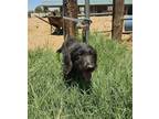 Adopt Mo a Black - with Tan, Yellow or Fawn Labrador Retriever / Poodle