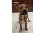 Adopt Vincenzo a Brindle - with White Boxer / Labrador Retriever / Mixed dog in