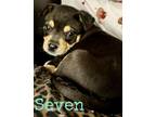 Adopt Seven a Shepherd, Terrier