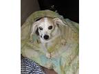 Adopt Coco a Tricolor (Tan/Brown & Black & White) Beagle / Mixed dog in