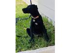 Adopt Bee Precious Waller a Black Labrador Retriever dog in Twin Falls