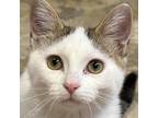 Adopt Button a White (Mostly) Domestic Shorthair (short coat) cat in Crystal