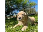 Golden Retriever Puppy for sale in Chimacum, WA, USA