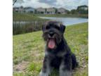 Schnauzer (Miniature) Puppy for sale in Hollywood, FL, USA