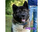 Adopt Astrid a Akita / Mixed dog in Birdsboro, PA (38845523)