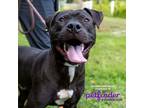 Adopt Dj Khaled a American Pit Bull Terrier / Mixed dog in Birdsboro