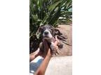 Adopt Kiele a Brindle - with White American Pit Bull Terrier / Hound (Unknown