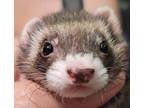 Adopt Cheese a Sable Ferret small animal in Phoenix, AZ (38473129)