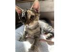 Adopt Toadette a Domestic Shorthair / Mixed (short coat) cat in Island Lake