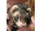 Adopt Raven a Sable Ferret small animal in Phoenix, AZ (38789788)