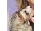 Adopt Orca a Silver or Gray Ferret small animal in Phoenix, AZ (38789776)