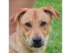 Adopt Gordon a Red/Golden/Orange/Chestnut - with White Labrador Retriever /