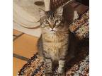 Adopt Bryson a Brown Tabby Domestic Shorthair / Mixed (short coat) cat in Santa
