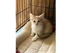 Adopt Gemini a Cream or Ivory (Mostly) Domestic Shorthair / Mixed (short coat)