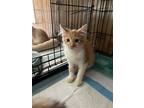 Adopt Sonny a Orange or Red (Mostly) Domestic Shorthair / Mixed (short coat) cat