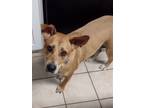 Adopt Kelly a Tan/Yellow/Fawn - with White Mixed Breed (Medium) / Mixed dog in