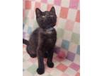 Adopt Duck a All Black Domestic Mediumhair / Mixed (medium coat) cat in Antioch