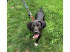 Adopt Eddie a Black Mixed Breed (Small) / Mixed dog in Elmsford, NY (38770158)