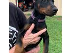 Doberman Pinscher Puppy for sale in Troup, TX, USA