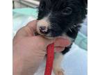 Border Collie Puppy for sale in Dawsonville, GA, USA