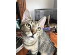 Adopt Hemmie a Brown Tabby Domestic Shorthair / Mixed cat in Phillipsburg