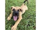 Adopt Asia a Tan/Yellow/Fawn Black Mouth Cur / Mixed dog in Columbus