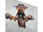 Adopt Brawn a Brown/Chocolate Labrador Retriever / Mixed dog in Tulsa