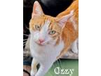 Adopt Ozzy a Orange or Red Domestic Shorthair / Domestic Shorthair / Mixed cat