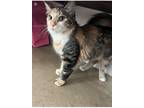 Adopt Falafel a Calico or Dilute Calico Domestic Mediumhair / Mixed cat in
