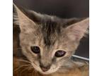 Adopt Jo Jo a Gray or Blue Domestic Shorthair / Mixed cat in Yuma, AZ (38771096)