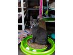 Adopt Wells a Gray or Blue Domestic Shorthair (short coat) cat in Loogootee