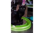 Adopt Liam a Black (Mostly) Domestic Mediumhair (short coat) cat in Loogootee