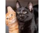 Adopt Jinx a All Black Domestic Shorthair / Mixed cat in Asheville