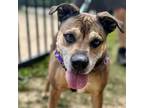 Adopt Tango a Brown/Chocolate Mixed Breed (Medium) / Mixed dog in Asheville