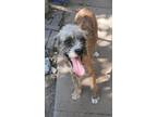 Adopt Rasheedia a Brindle - with White Irish Terrier / Norfolk Terrier / Mixed